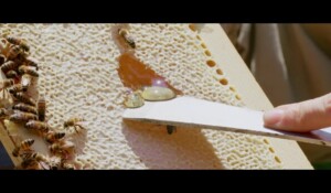 La Ferme des Abeilles