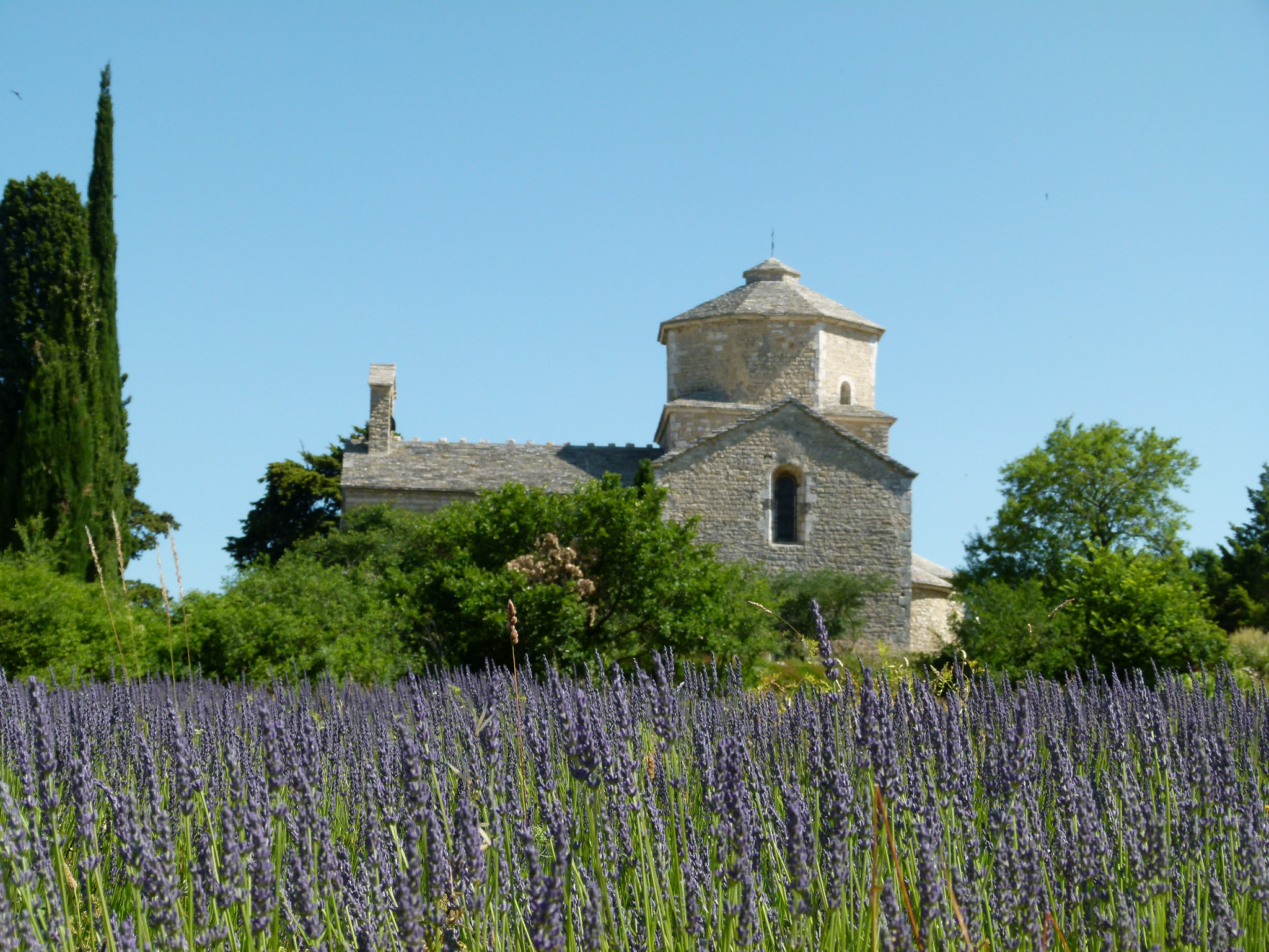 L'église Saint-Pierre au milieu des champs de lavande