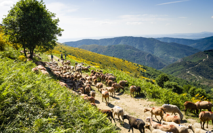 Fête de la transhumance