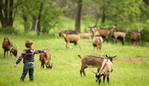 Von Hof zu Hof: La Ferme du Clos de Bonnaud