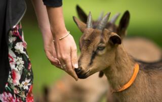 De ferme en ferme : La Ferme du Clos de Bonnaud - ©SimonBugnon