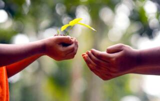 Plantes & dons - ©pixabay