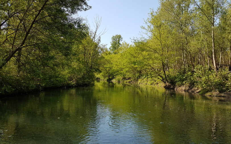 Lône de la Platière