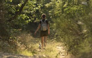 Forêt de Roiffieux - ©RenaudVezin