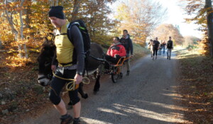 Quadric tracté par un âne.