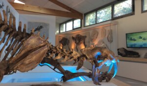 Muséum de l'Ardèche: fossils and dinosaurs