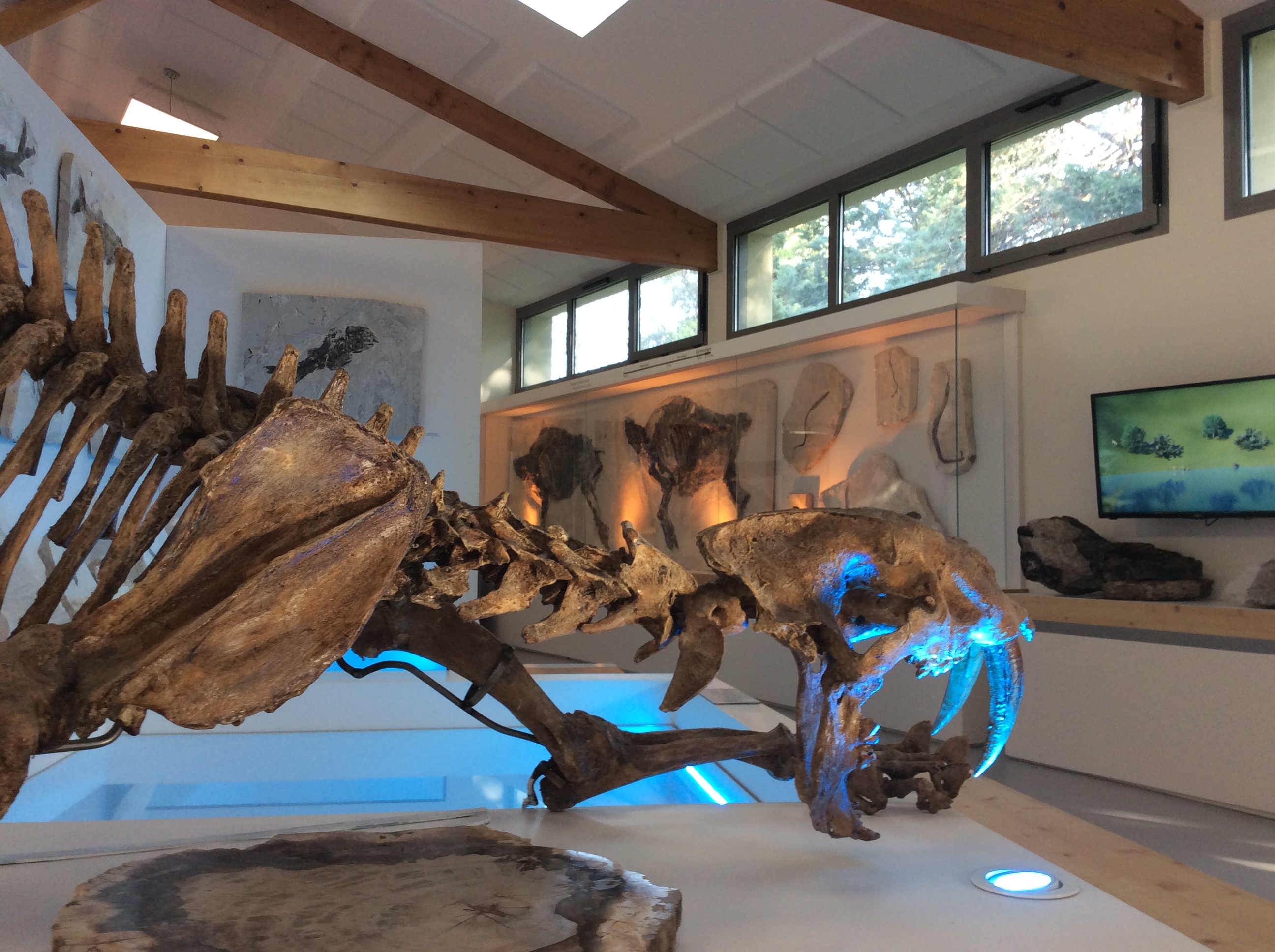 Muséum de l'Ardèche: fossils and dinosaurs