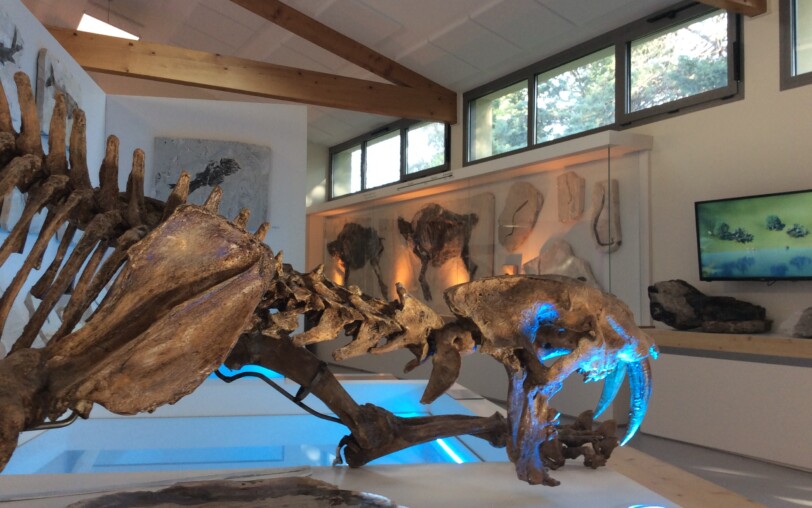 Naturkundemuseum der Ardèche : fossilien unt dinosaurier
