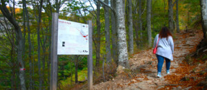 Ray Pic wasserfälle