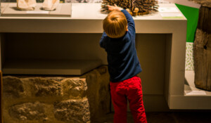 Castanea - Discover the world of sweet chestnut