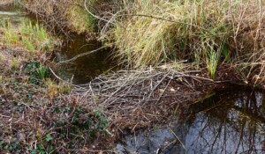 2020.04.15 - La Voulte (Printegarde) 1