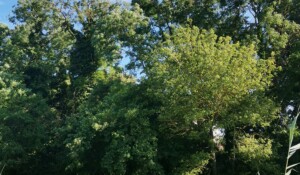 2020.04.15 - La Voulte (Printegarde) 1