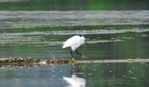 Aigrette garzette