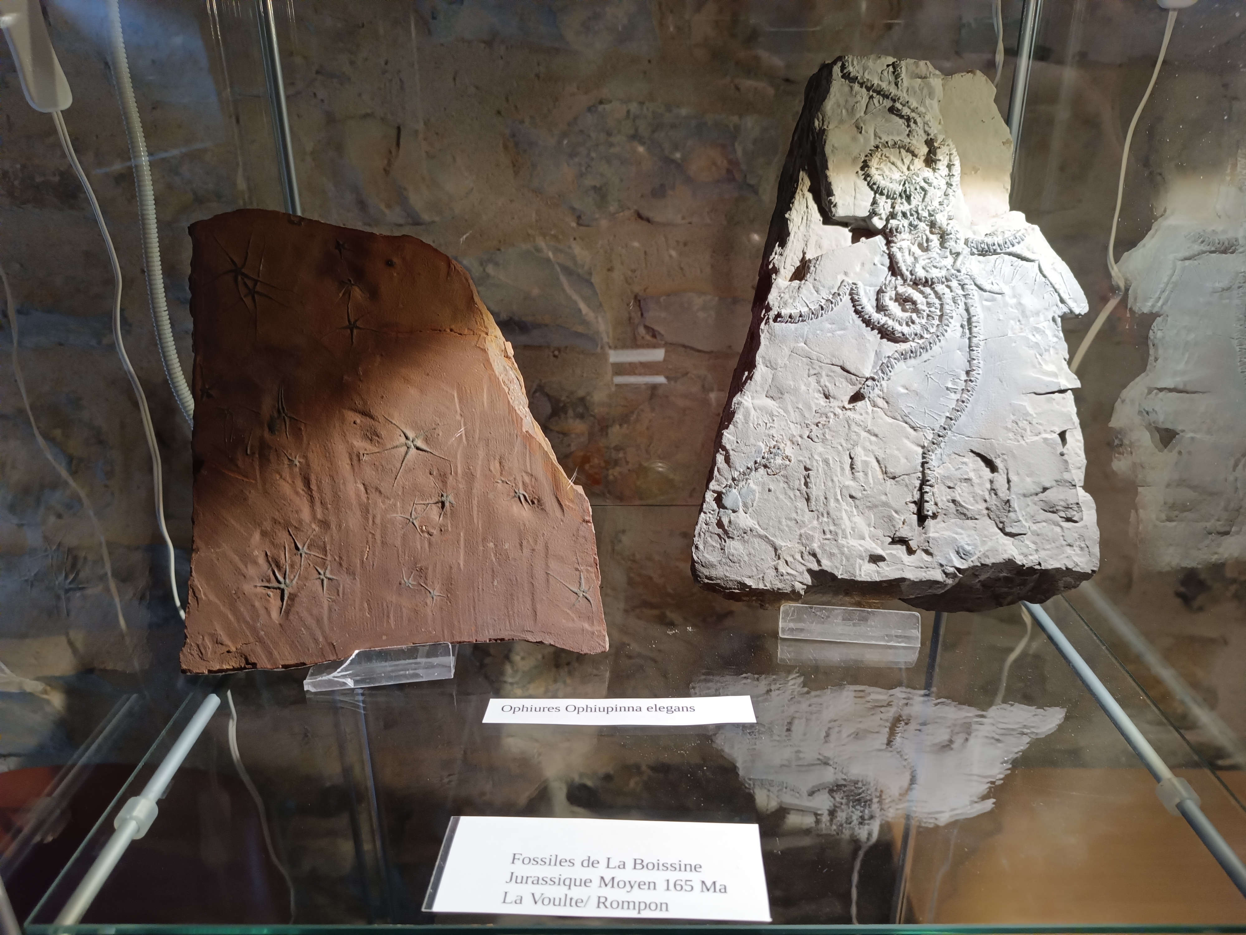 Paléodécouvertes - La Boissine