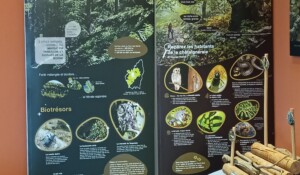 Paléodécouvertes - La Boissine