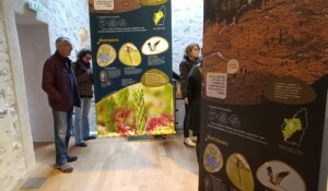 Paléodécouvertes - La Boissine