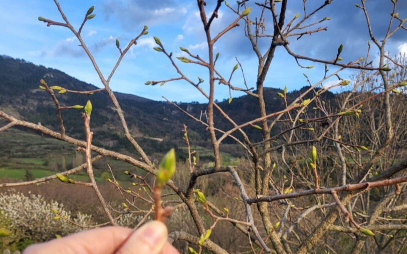 Bourgeons