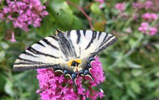 Atelier nature au jardin : Herbes folles_Jaujac - ©pnrma