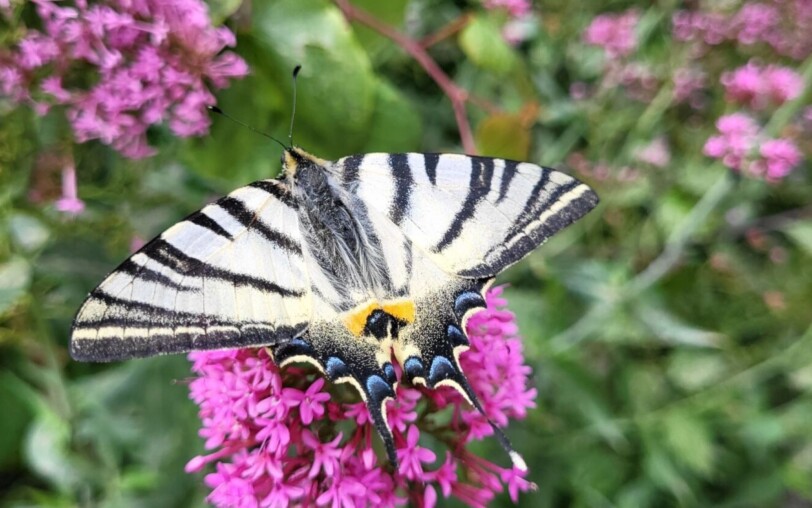 Nature workshop in the garden: Wild herbs