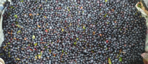 les myrtilles produit du terroir