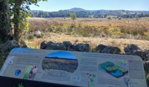 Tourbière de la Couleyre_Sagnes-et-Goudoulet