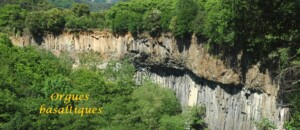 Les jonquilles_Meyras