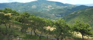 Les jonquilles_Meyras