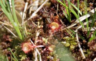 Tourbière de la Tuilière - ©Cécile collonge