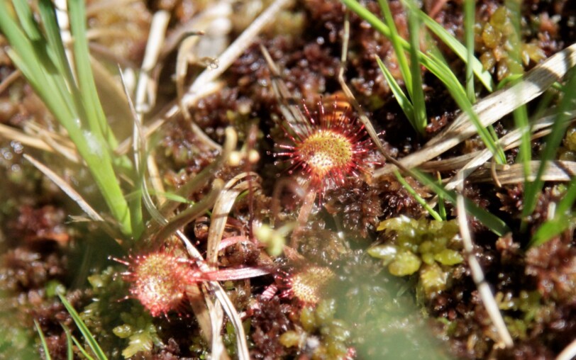 Tourbière de la Tuilière