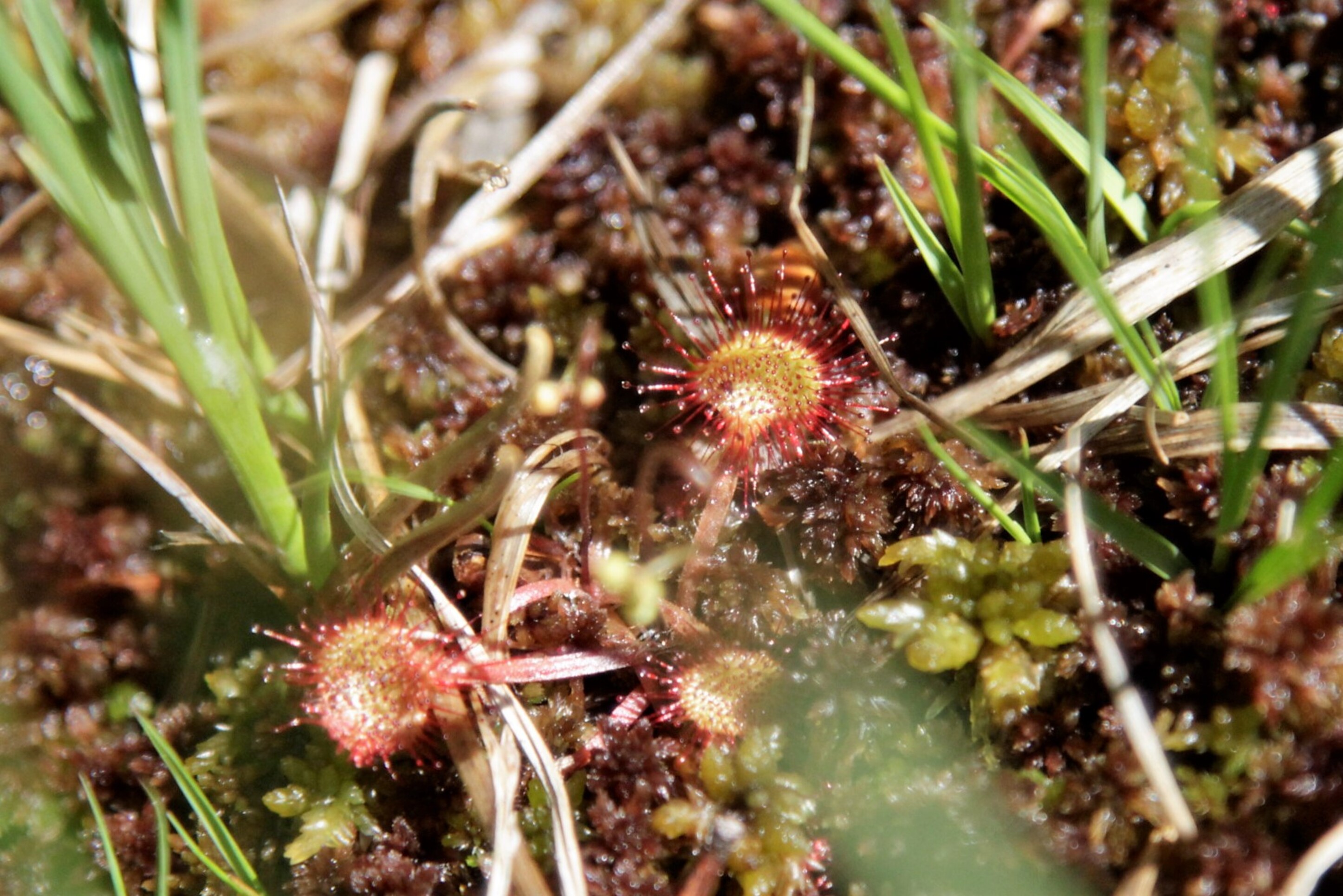Tourbière de la Tuilière