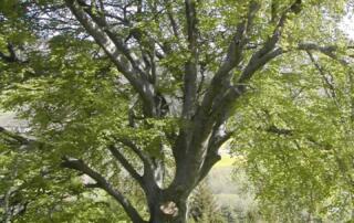 Le hêtre de Borée - ©OT St Martin 2024