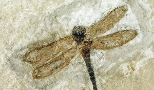 Naturkundemuseum der Ardèche : fossilien unt dinosaurier