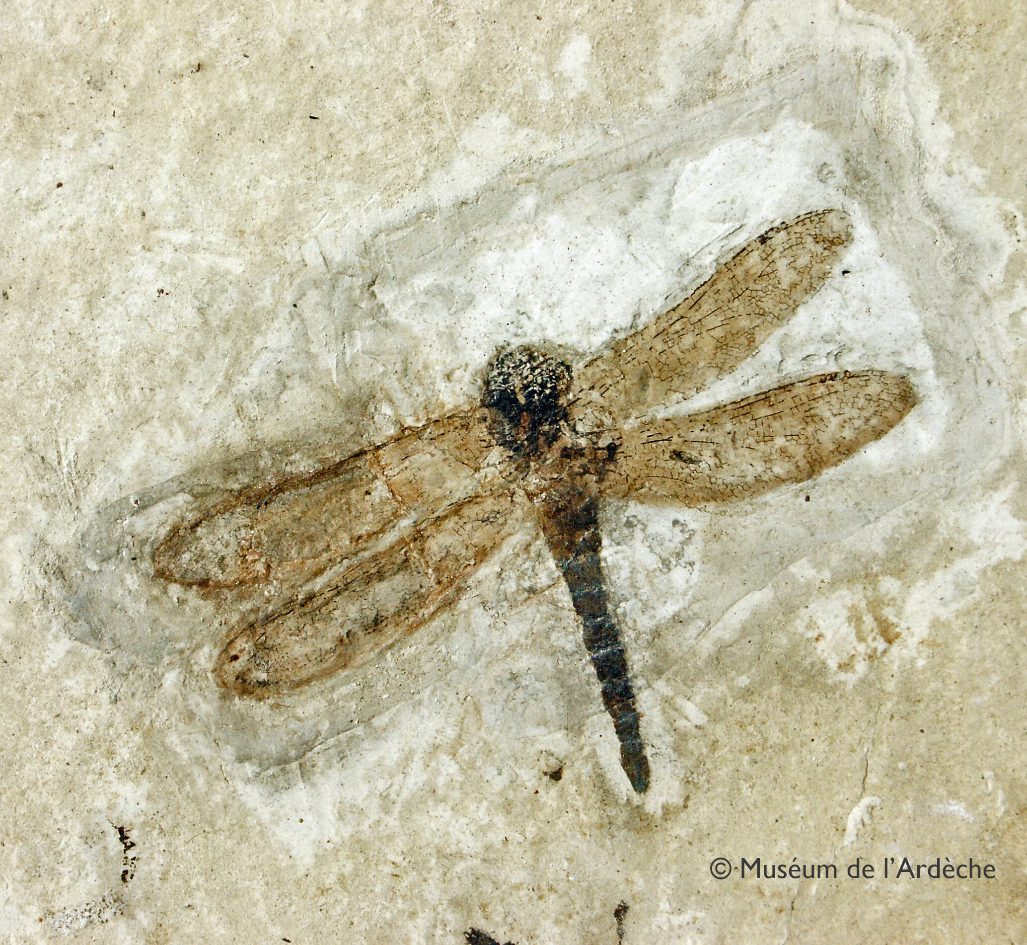 Muséum de l'Ardèche