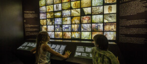 Grotte Chauvet 2 - Ardèche