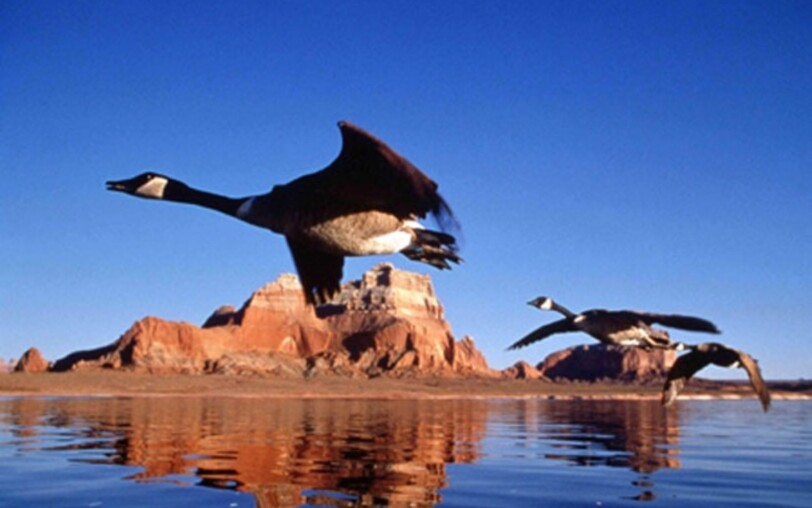 Cinéma : Le peuple migrateur_Thueyts