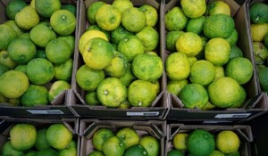 Cagettes de citrons verts