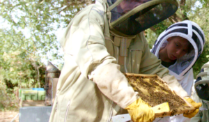 La Ferme des Abeilles