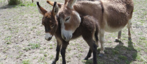 Parc animalier à Lussas