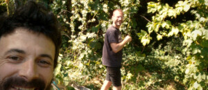 En pleine récolte