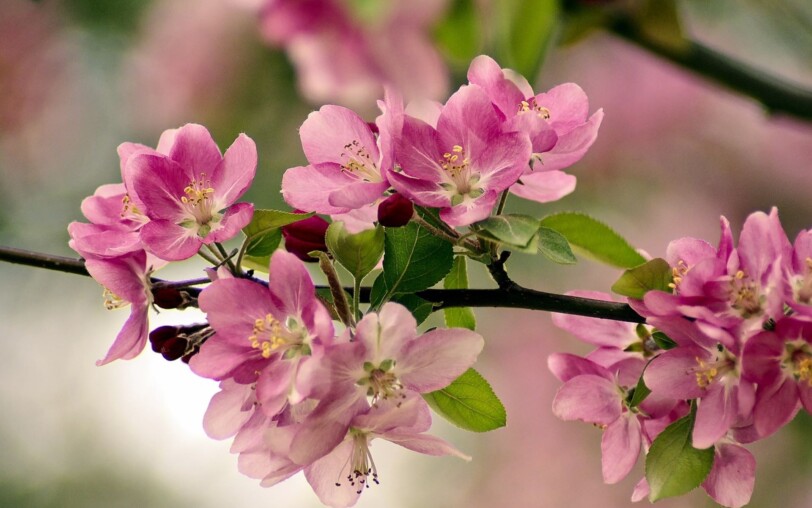 Foire de printemps