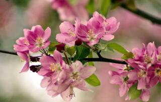 Fleurs de printemps, foire du printemps, vente de fleurs et plantes en Ardèche à Thueyts - ©pixabay