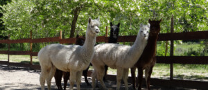 Parc animalier à Lussas