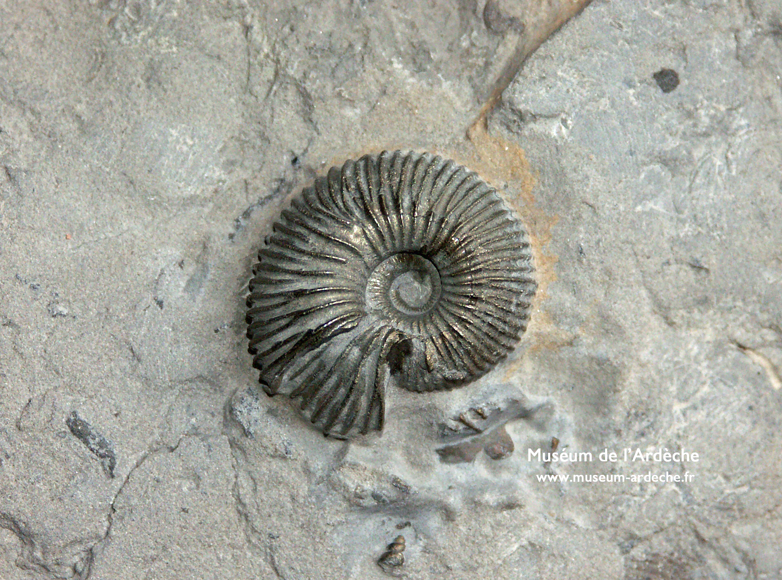 Muséum de l'Ardèche: fossils and dinosaurs
