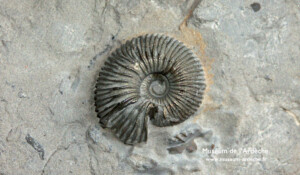 Naturkundemuseum der Ardèche : fossilien unt dinosaurier