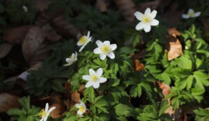 My first experience of hiking with a donkey_Burzet