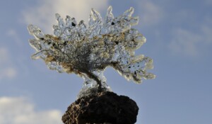 Arbre de vie - à poser