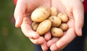 Patates