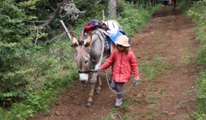 My first experience of hiking with a donkey_Burzet