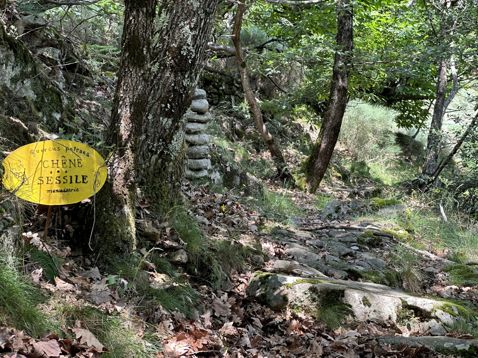Barnas - Balade au sentier botanique - chêne sessile ©sourcesetvolcans