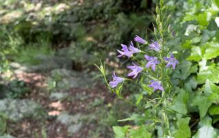 Barnas - Balade au sentier botanique - fleurs de campanule raiponce ©sourcesetvolcans - ©sourcesetvolcans